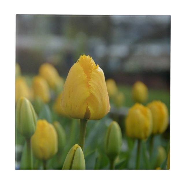 Tulipas amarelas no campo (Frente)