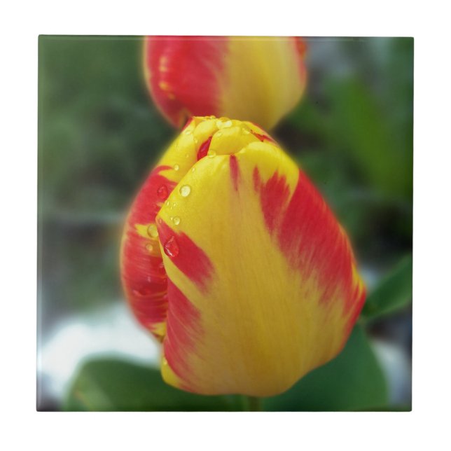 tulipas amarelas vermelhas (Frente)