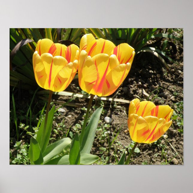 Tulipas ao sol Impressão (Frente)