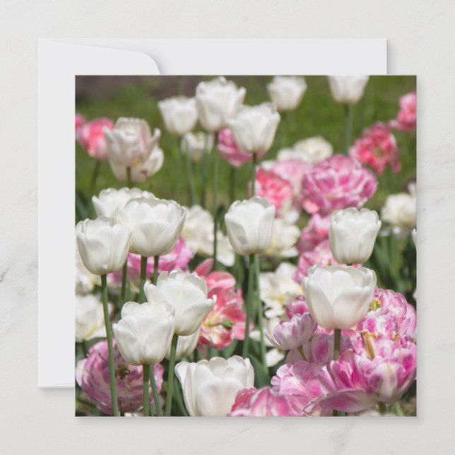 Tulipas brancas e cor-de-rosa brilhantes num dia e (Frente)