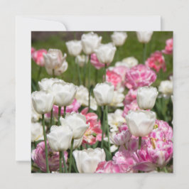 Tulipas brancas e cor-de-rosa brilhantes num dia e