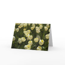 Tulipas brancas no Boston Gardens - Cartão de Saud