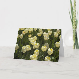 Tulipas brancas no Boston Gardens - Cartão de Saud