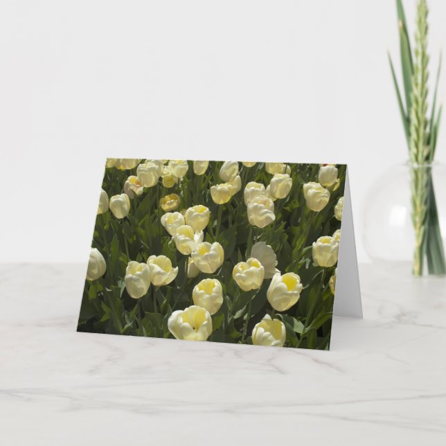 Tulipas brancas no Boston Gardens - Cartão de Saud (Frente)