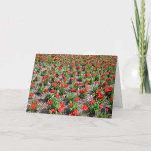 Tulipas, cartão
