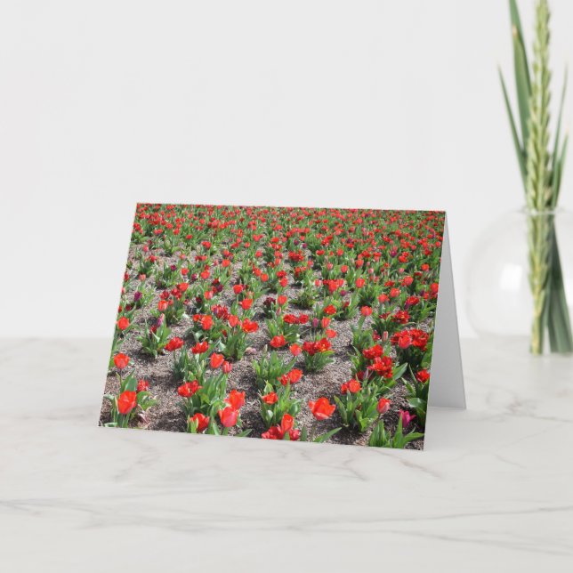 Tulipas, cartão (Frente)