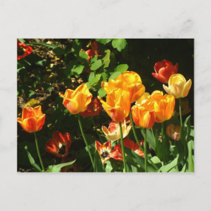 Tulipas Cartão postal
