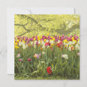 Tulipas coloridas em um parque