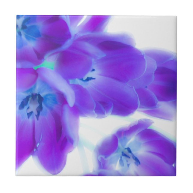 Tulipas coloridas, femininos, românticas, roxas (Frente)