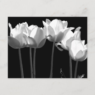 Tulipas, Convite de Casamento B&W