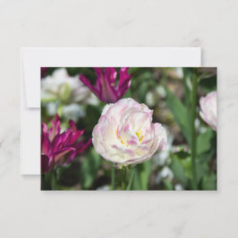 Tulipas cor-de-rosa brilhantes num dia ensolarado