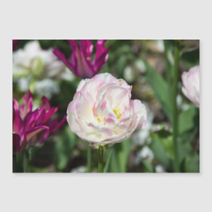 Tulipas cor-de-rosa brilhantes num dia ensolarado