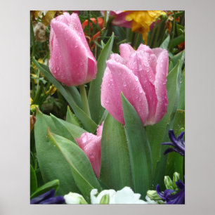 Tulipas cor-de-rosa da pétala Nestled no poster