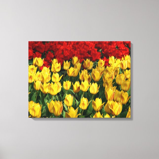 Tulipas de Arte de canvas (Frente)