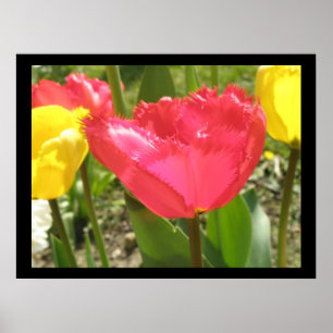 Tulipas de borda Impressão
