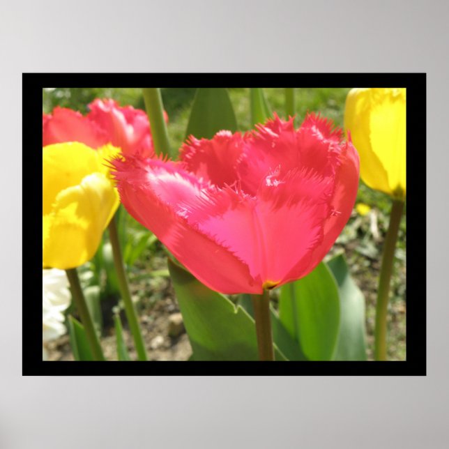 Tulipas de borda Impressão (Frente)