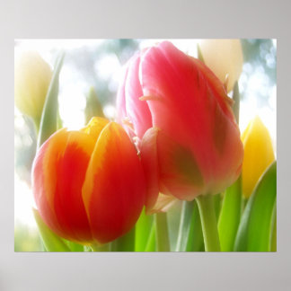 Tulipas de casal e poster