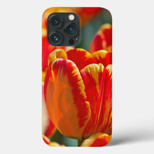 Tulipas de Cor Brilhantes