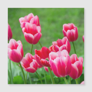 Tulipas de escarlate no jardim