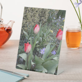 Tulipas de jardim vermelho