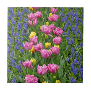Tulipas de primavera cor rosa e amarela
