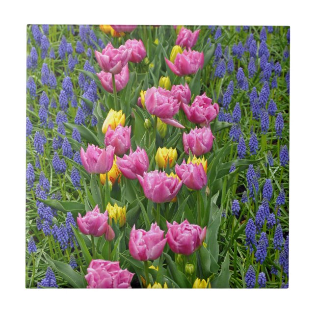 Tulipas de primavera cor rosa e amarela (Frente)