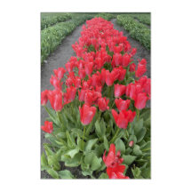 Tulipas de primavera na Arte Acrílica PNW