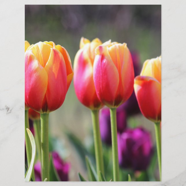 Tulipas de queda Achama (Frente)