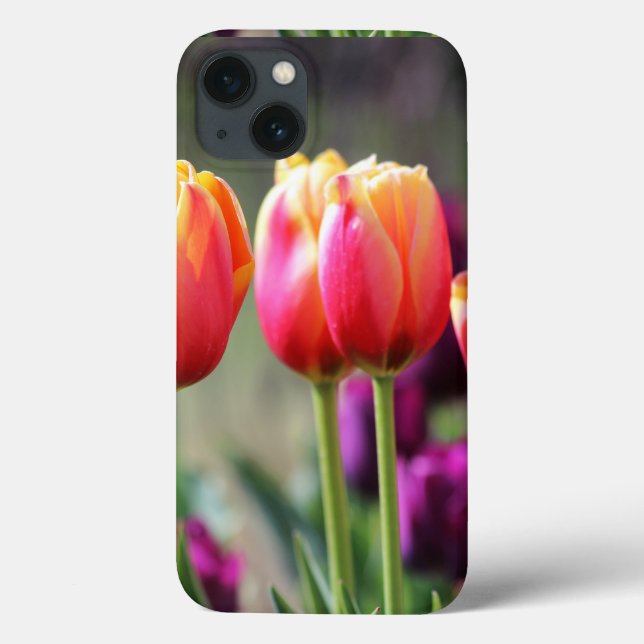 Tulipas de queda Achama (Verso)