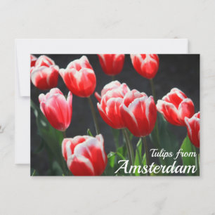 Tulipas do Cartão de Amsterdã