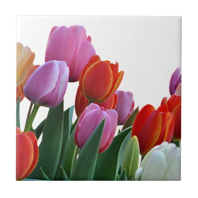 Tulipas do primavera (Frente)