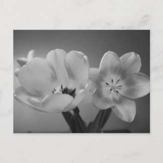 Tulipas duplas de luz no cartão postal monocromáti