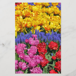 Tulipas e flores de muscari
