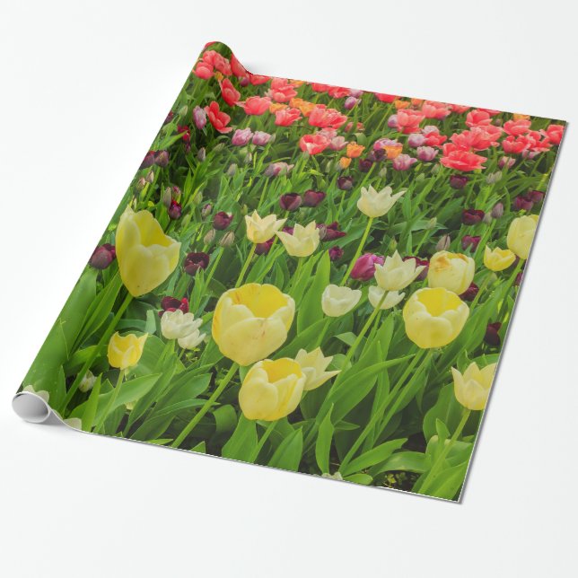 tulipas em Papel de embrulho Brilhante (Desenrolado)