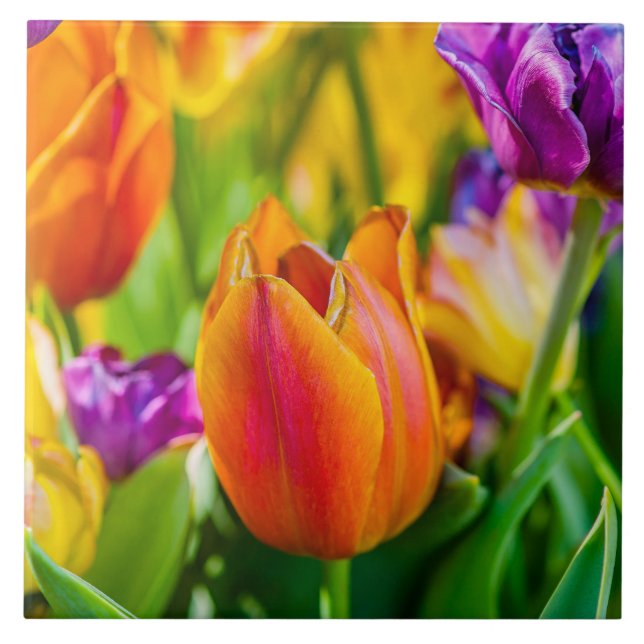 Tulipas Encantando (Frente)