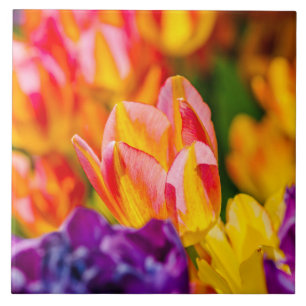 Tulipas Encantando