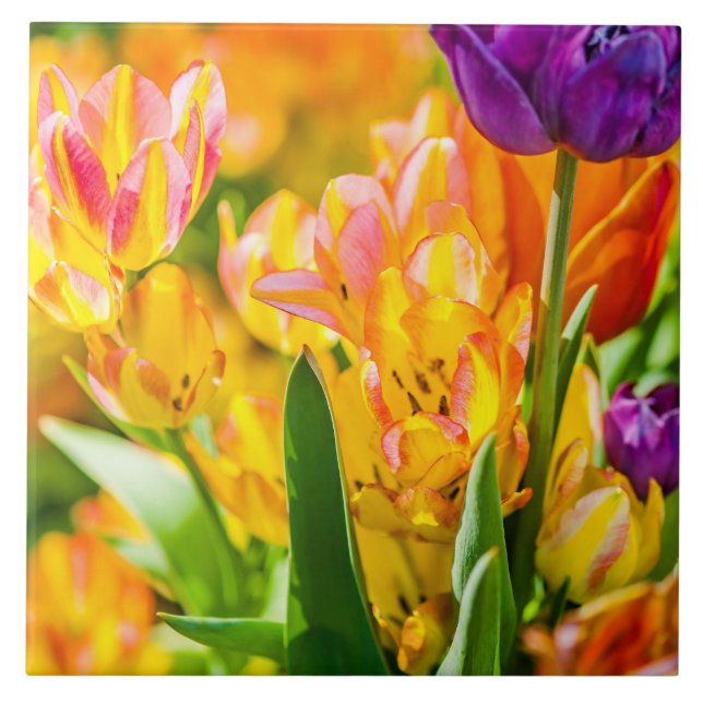 Tulipas Encantando 01 (Frente)