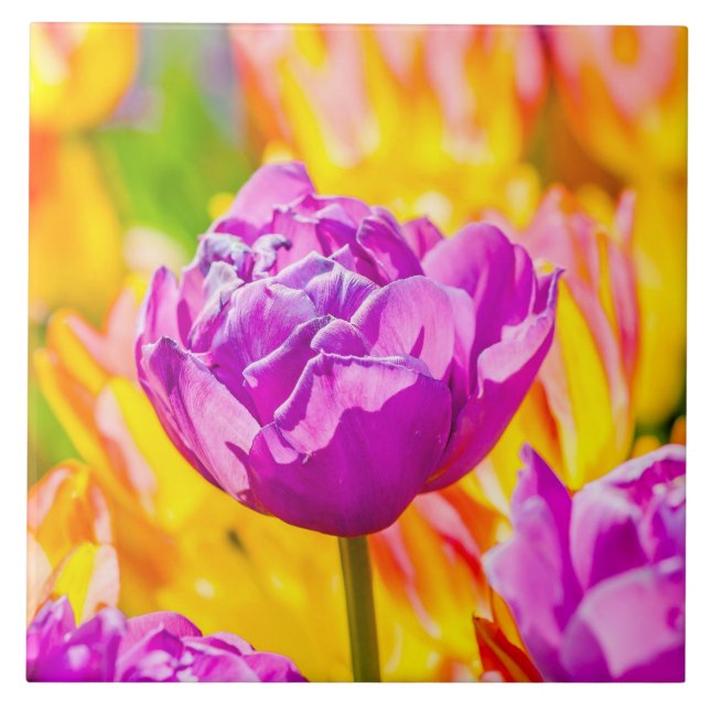 Tulipas Encantando 12 (Frente)