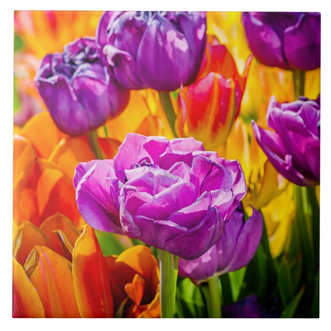 Tulipas Encantando 12a (Frente)