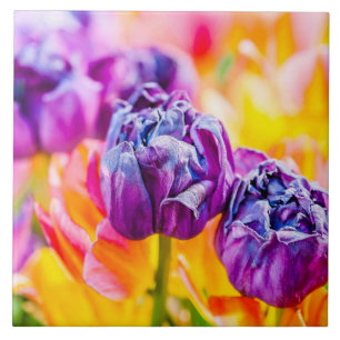 Tulipas Encantando 14