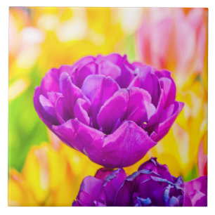 Tulipas Encantando 15