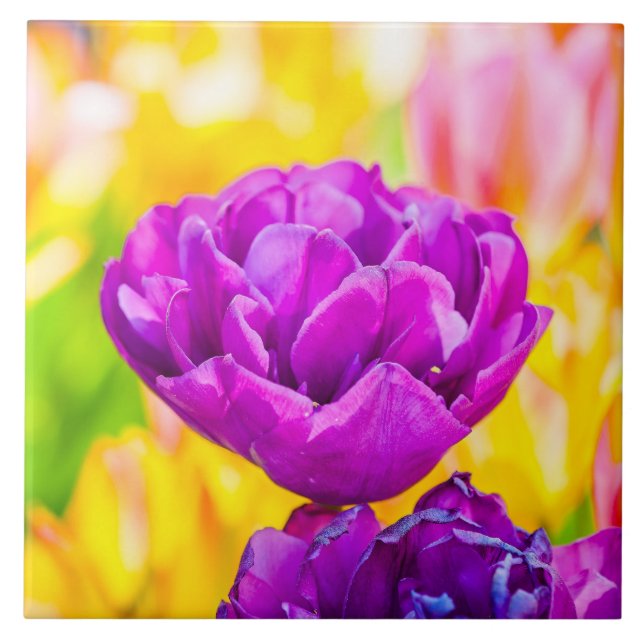 Tulipas Encantando 15 (Frente)
