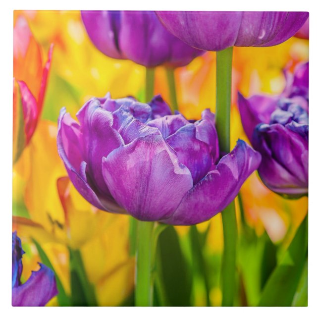 Tulipas Encantando Rosa Profundo (Frente)