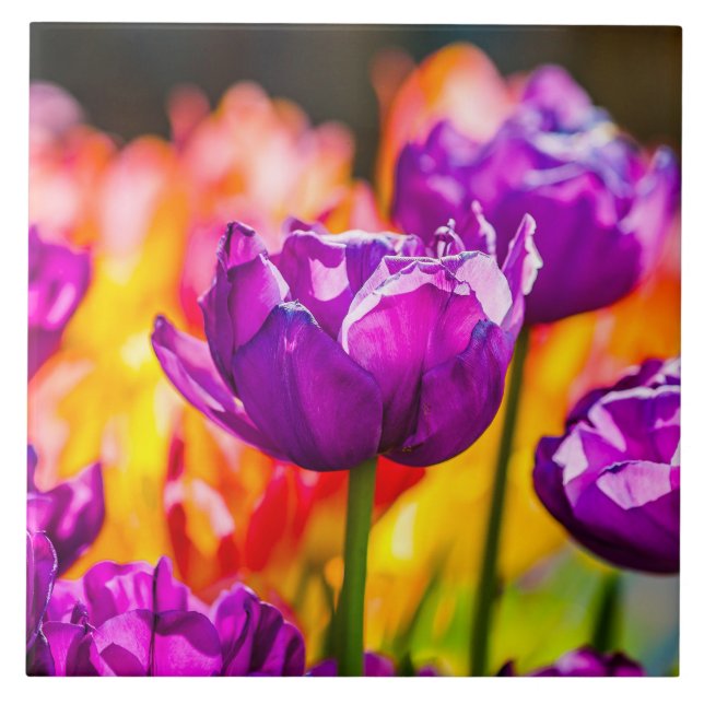 Tulipas Encantando Roxo (Frente)