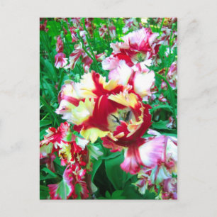 Tulipas especiais - Cartão postal