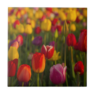 Tulipas, Festival de Tulipas, Woodburn, Oregon, EU
