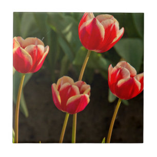 Tulipas, Festival de Tulipas, Woodburn, Oregon, EU