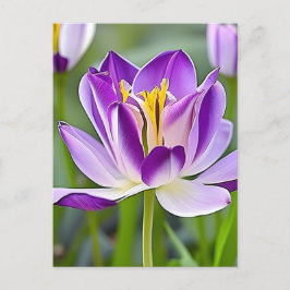 Tulipas, flores, cartão postal para a passagem