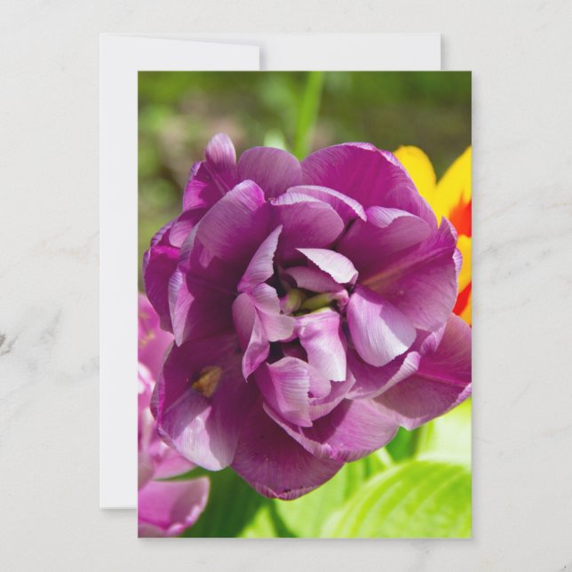 Tulipas lilás num dia ensolarado (Frente)