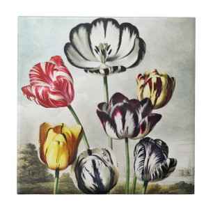 Tulipas Multicolor em Estilo Regency Mal-humorado